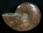 Red Iridescent Ammonite #5220-1